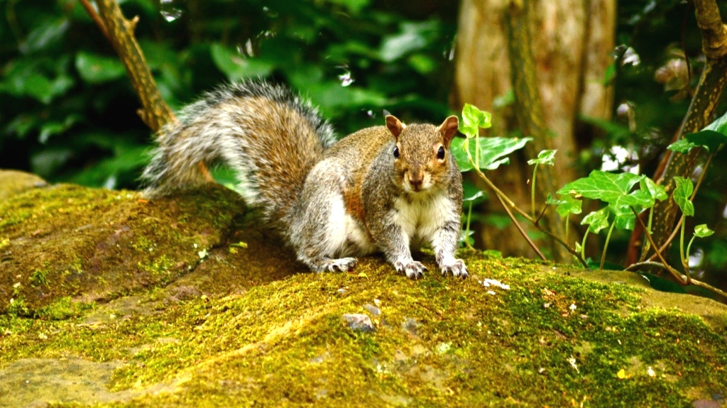 Sefton Park liverpool