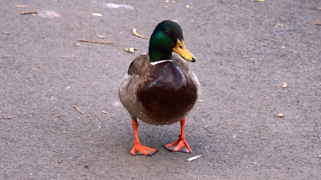 Sefton Park liverpool